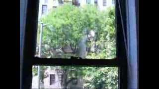 3201 Grand Concourse Apt 2F Bronx NY COOP FOR SALE [upl. by Eixirt]