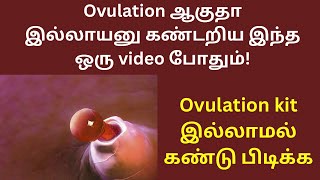 Ovulation kit இல்லாமல் ovulationனை கண்டறிய இந்த ஒரு video போதும்😮 [upl. by Adachi]