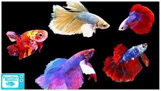 Betta Fish Care Guide Everything You Need to Know [upl. by Rossing]