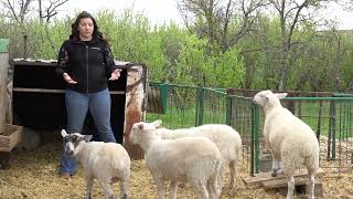 Sheep in Saskatchewan  Sheep Handling [upl. by Enahs894]