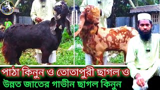 পাঠা কিনুন তোতাপুরী ছাগল বড় দুধের ছাগল কিনুন পাবনা মহিবুল ভাইয়ের ফার্ম থেকে 🥰 [upl. by Aileno]