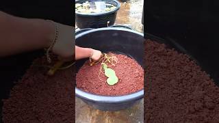 How to plant a lotus tuber [upl. by Kirshbaum]