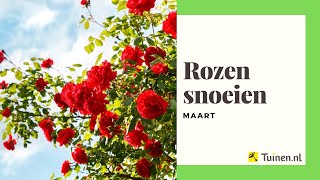 Rozen snoeien in maart  Tuinennl [upl. by Goggin]