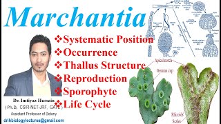 Marchantia Life Cycle Systematic Position Occurrence Reproduction Thallus Structure Sporophyte [upl. by Odlonyer]