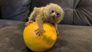 Very Cute Tiny Pygmy Marmoset Monkey  The most Cute Smallest Monkeys [upl. by Muldon]