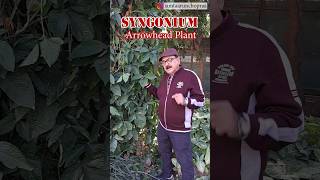 Syngonium The Perfect AirPurifying Plant syngonium airpurifyingplants indoorplants [upl. by Basil]