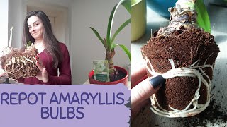 HOW TO REPOT AMARYLLIS BULBS AT HOME EASILY How to transplant Amaryllis bulb not damaging the roots [upl. by Edia737]