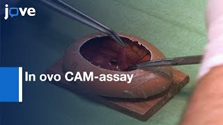 In ovo CAMassay as a Xenograft Model for Sarcoma  Protocol Preview [upl. by Baumbaugh]