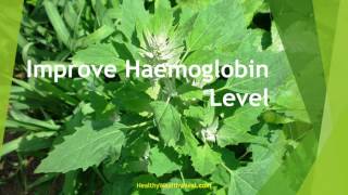 Top 10 Health Benefits of Chenopodium [upl. by Ennayt]