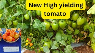 Syngenta new high yielding tomato Aviraj F1 Hybrid [upl. by Goodyear]