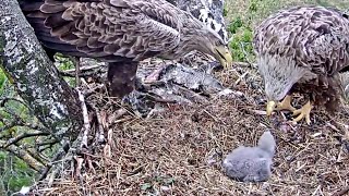 MerikotkasElla is feeding the eaglet 😊 Elmar brings a fish133 pm 20230516 [upl. by Mathur]