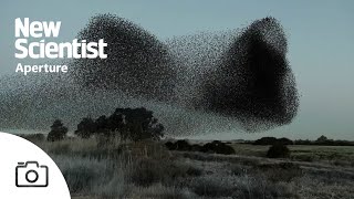 Watch mesmerising footage of starling murmurations from around Europe [upl. by Nnagem]