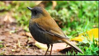 Birdsong Nightingales Song Nature Sounds [upl. by Annid]