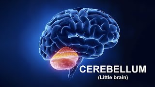 Cerebellum Part 1 Prof Dr Md Ashfaqur Rahman [upl. by Wetzel]