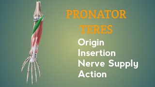 Pronator Teres Muscle  Origin  Insertion  Nerve Supply  Action  by Physiotrav [upl. by Yeliw]