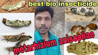 Metarhizium anisopliae  bio insecticide जैविक कीटनाशक  जैविक खेती [upl. by Anitserp]