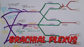 L8  Brachial Plexus Part 1  Roots Trunks Divsions amp Cords  Axilla  Upper limb Human anatomy [upl. by Callan456]