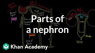 Parts of a nephron  Circulatory system physiology  NCLEXRN  Khan Academy [upl. by Mauchi]