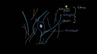 Areolar connective tissue  Tissues  Biology  Khan Academy [upl. by Ecinhoj]