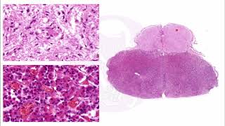 HISTOLOGIA DEL SISTEMA ENDOCRINO  Adenohipófisis  Pituitaria [upl. by Nesila]