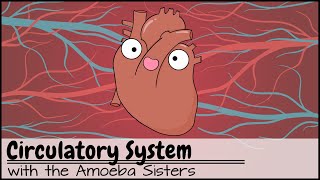 Circulatory System and Pathway of Blood Through the Heart [upl. by Mort]