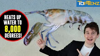 Top 10 Wild Animal SUPER POWERS You Wont BELIEVE [upl. by Abisia]