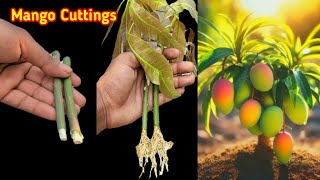 আমের কাটিং থেকে চারা তৈরি সহজ পদ্ধতি  How to Propagate Mango Tree in Water  Grow mango tree [upl. by Oniotna]