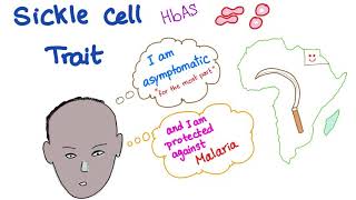 Sickle Cell Trait [upl. by Essej]