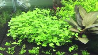 Hydrocotyle tripartita Tropica Scaper tank dennerle [upl. by Anelra]