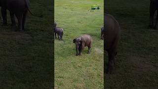 How do Elephant grass Eating 🐘 elephant elephanteating shorts [upl. by Atiniv]