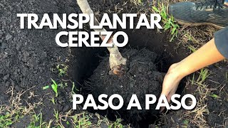 Como Trasplantar Cerezo PASO A PASO [upl. by Ert202]