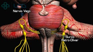 🌟ANATOMÍA DEL PAR CRANEAL IX Y X  NERVIO GLOSOFARÍNGEO Y VAGO🌟 [upl. by Schlicher]