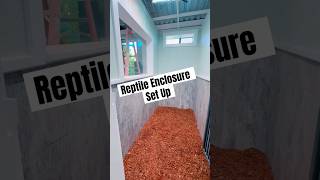 LARGE REPTILE ENCLOSURE SET UP pets reptiles iguana [upl. by Lytle]