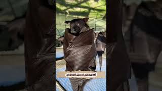 Kittis Hognosed Bat bats lubeebats cute kitties foryou funny wildlife animals [upl. by Bessy416]