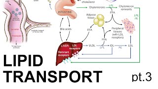 Lipid Transport Pt 3 [upl. by Lewis611]