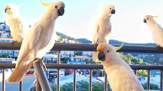 Funny Cockatoos video Invasion Whitehaven Beach Australia Queensland Parrots Birds [upl. by Eelrahc]