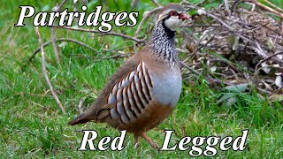 Red legged Partridges  Nov 2024 [upl. by Elletnwahs]