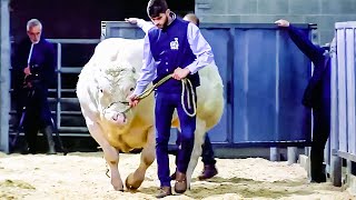 Most Unique Bulls in the World 2 [upl. by Malsi415]