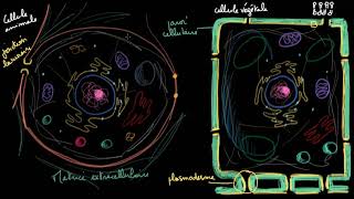 Les cellules végétales et animales [upl. by Crow488]