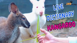 LIVE DICTIONARY  4K Animal Footage  KANGAROO  CHUỘT TÚI  KANGOUROU  KÄNGURU  カンガルー  n39 vlog [upl. by Graves]