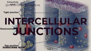 Intercellular junction I Physiology I first year MBBS I NEXT I USMLE [upl. by Mame]