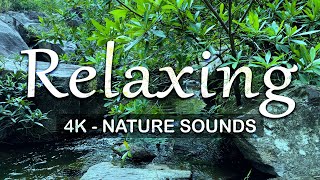 Unwind with Nature Sounds Soothing Water Flow and Birds Chirping for Sleeping Relaxing Studying [upl. by Ettelocin]