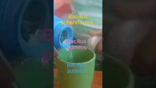 goodbacteria bacillus licheniformis bacillus pumilus bacillus subtilis [upl. by Heber]