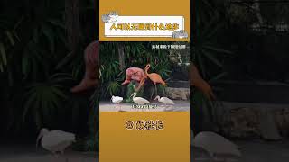 火烈鳥：你這個大騙子火烈鳥 搞笑 無語 抖音小助手 [upl. by Philan]