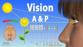 Vision Anatomy and Physiology Animation [upl. by Bernie]