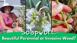 Soapwort Beautiful Perennial or Invasive Weed [upl. by Haissi]