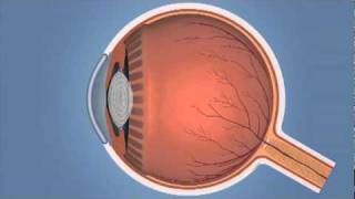 How the Eye Works and Glaucoma [upl. by Doti]