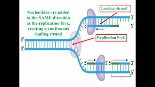 Definition of DNA Replication and Synthesis [upl. by Bradski]