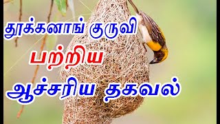 bird Nests 🐦first engineer baya weaver thookkanam kuruvi koodu [upl. by Odawa]