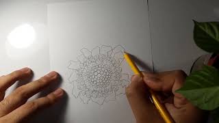 How to draw a Scabiosa flower Scabiosa atropurpurea [upl. by Nnahtur]